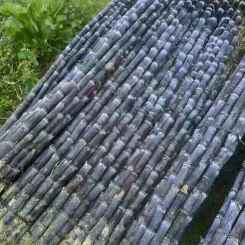 black skinned sugarcane