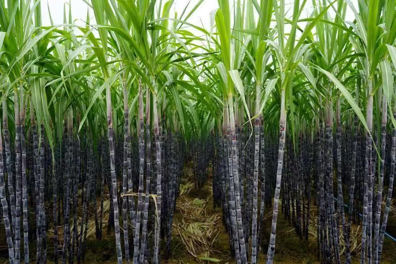 black skinned sugarcane